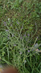 Verbena canescens