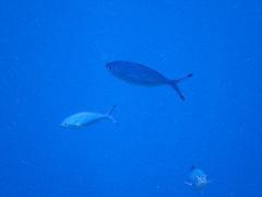 Caesio lunaris