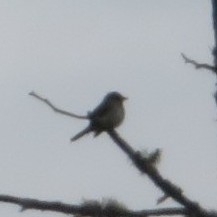 Alder Flycatcher (Empidonax alnorum), photo 3