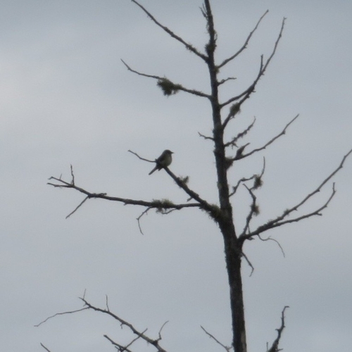 Alder Flycatcher (Empidonax alnorum), photo 4