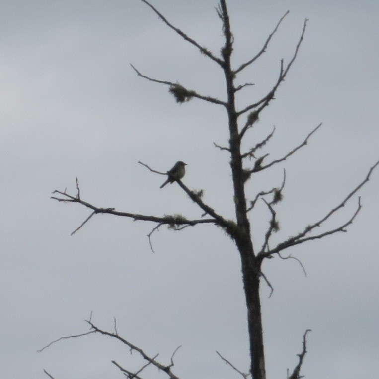 Alder Flycatcher (Empidonax alnorum), photo 4