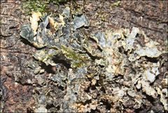 Pseudocyphellaria neglecta