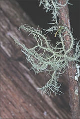 Usnea inermis