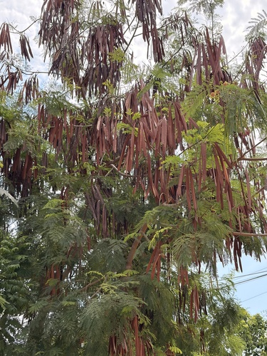 White leadtree (Leucaena leucocephala)