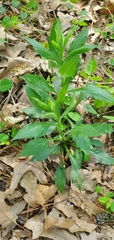 Solidago ulmifolia ulmifolia