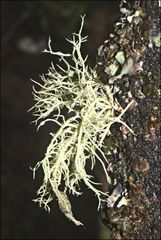 Usnea inermis