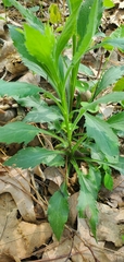 Solidago ulmifolia ulmifolia
