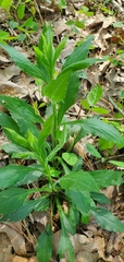 Solidago ulmifolia ulmifolia