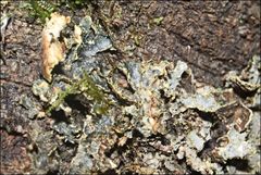 Pseudocyphellaria neglecta
