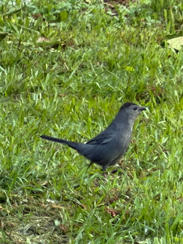 Gray Catbird
