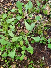 Brachyscome radicata