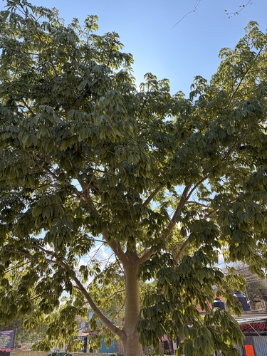 Kapok Tree (Ceiba pentandra)