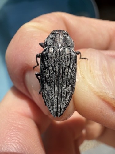 Merkel Buprestid