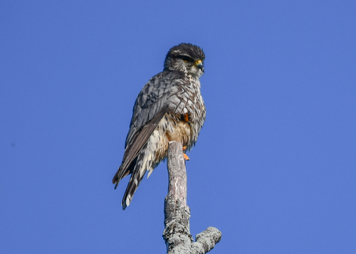 Merlin observed by graysonrosefry