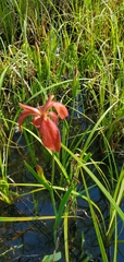 Iris fulva