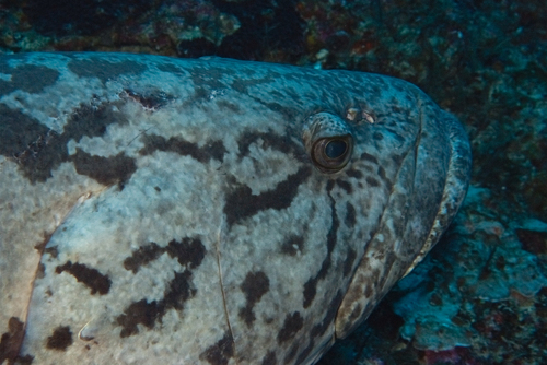 Epinephelus tukula observed 2026-05-14