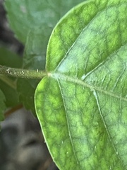 Marsdenia tinctoria, photograph (c) 謝麗霦, some rights reserved (CC BY)