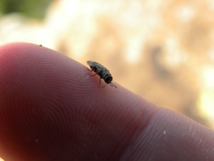 Agrilus lecontei