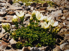 Gentianella decumbens