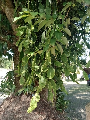 Rhipsalis pachyptera, photograph 1