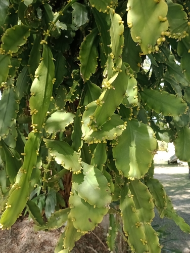 Rhipsalis pachyptera, photograph 3
