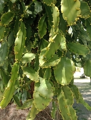Rhipsalis pachyptera, photograph (c) Paloma Valeria dos Santos, some rights reserved (CC BY)