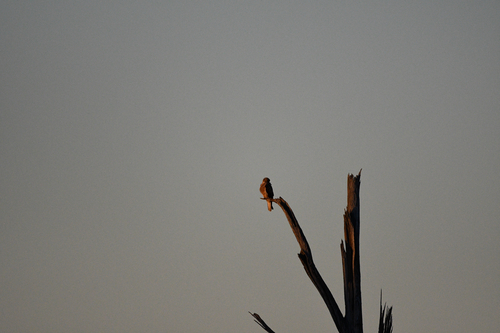 Whistling Kite