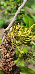 Eriophyes paratrophis