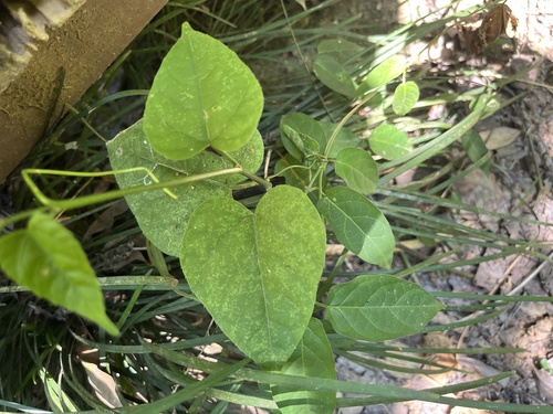 Jacquemontia paniculata (Jacquemontia paniculata)
