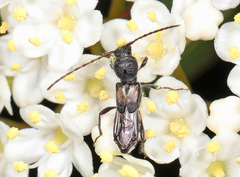 Molorchus bimaculatus
