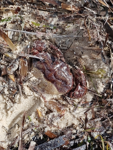 rough rock crab