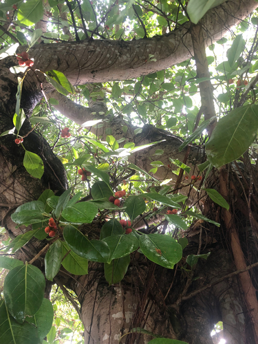 Ficus altissima