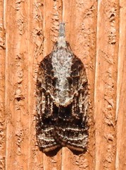 Image of Platynota idaeusalis