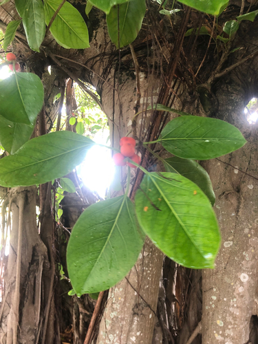 Ficus altissima
