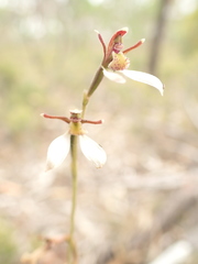 Eriochilus collinus
