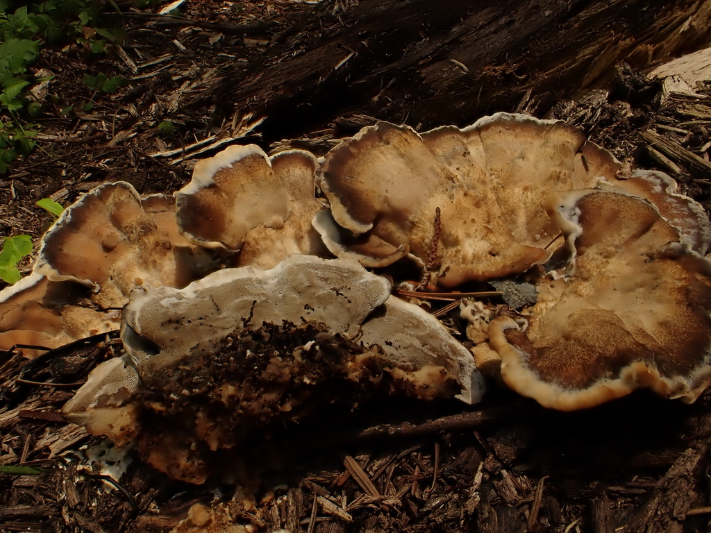 Smoky polypore · May 2026 · photo: Photo: (c) reagan peschke, some rights reserved (CC BY) · iNaturalist