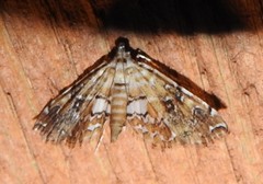 Elophila faulalis image
