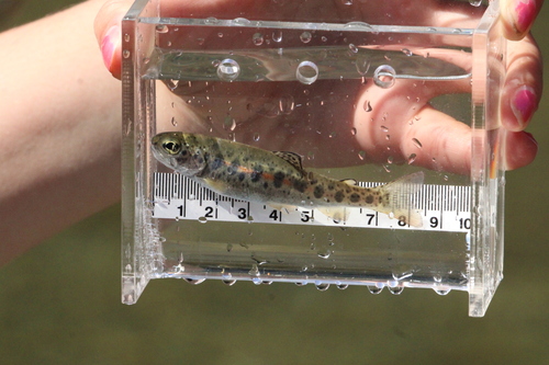 Rainbow Trout