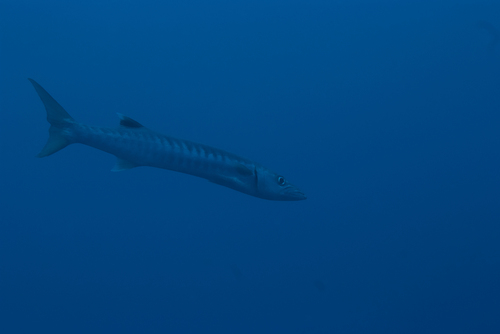 Chevron barracuda (Sphyraena putnamae) — Sphyraenidae