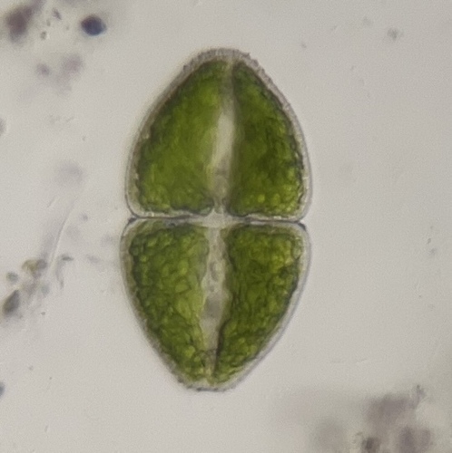 Cosmarium ovale, 2026-06-01