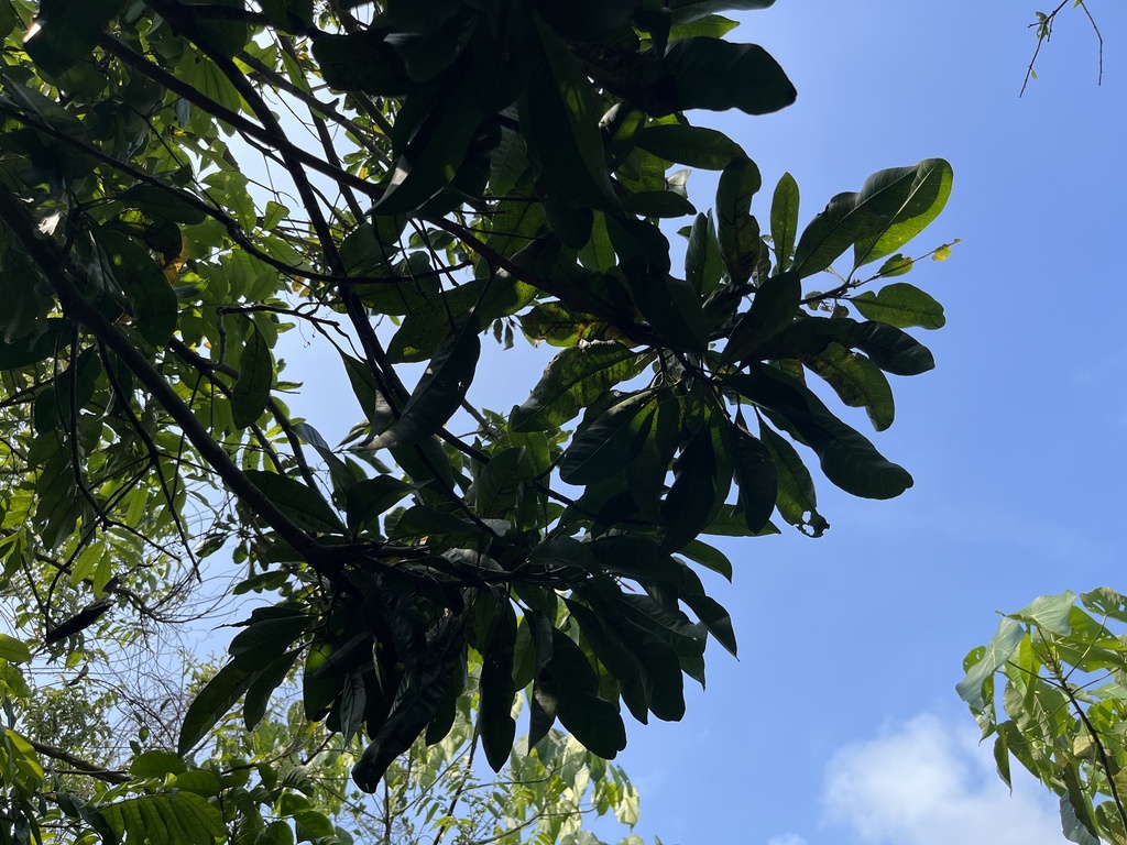 Chây lớn – Buchanania arborescens