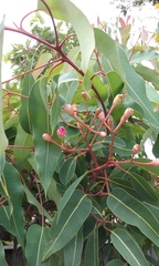 Corymbia ficifolia