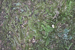 Lophocolea semiteres