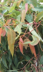 Corymbia ficifolia