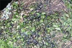 Frullania clavata