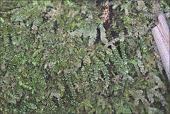 Lembophyllum divulsum