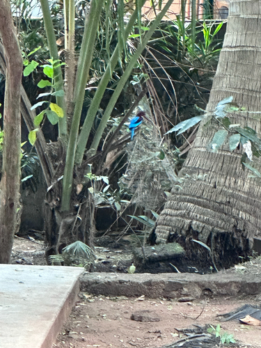 White-throated Kingfisher