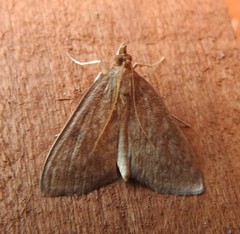 Saucrobotys futilalis