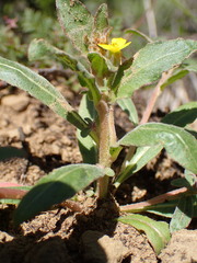 Camissoniopsis intermedia