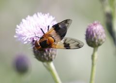 Volucella